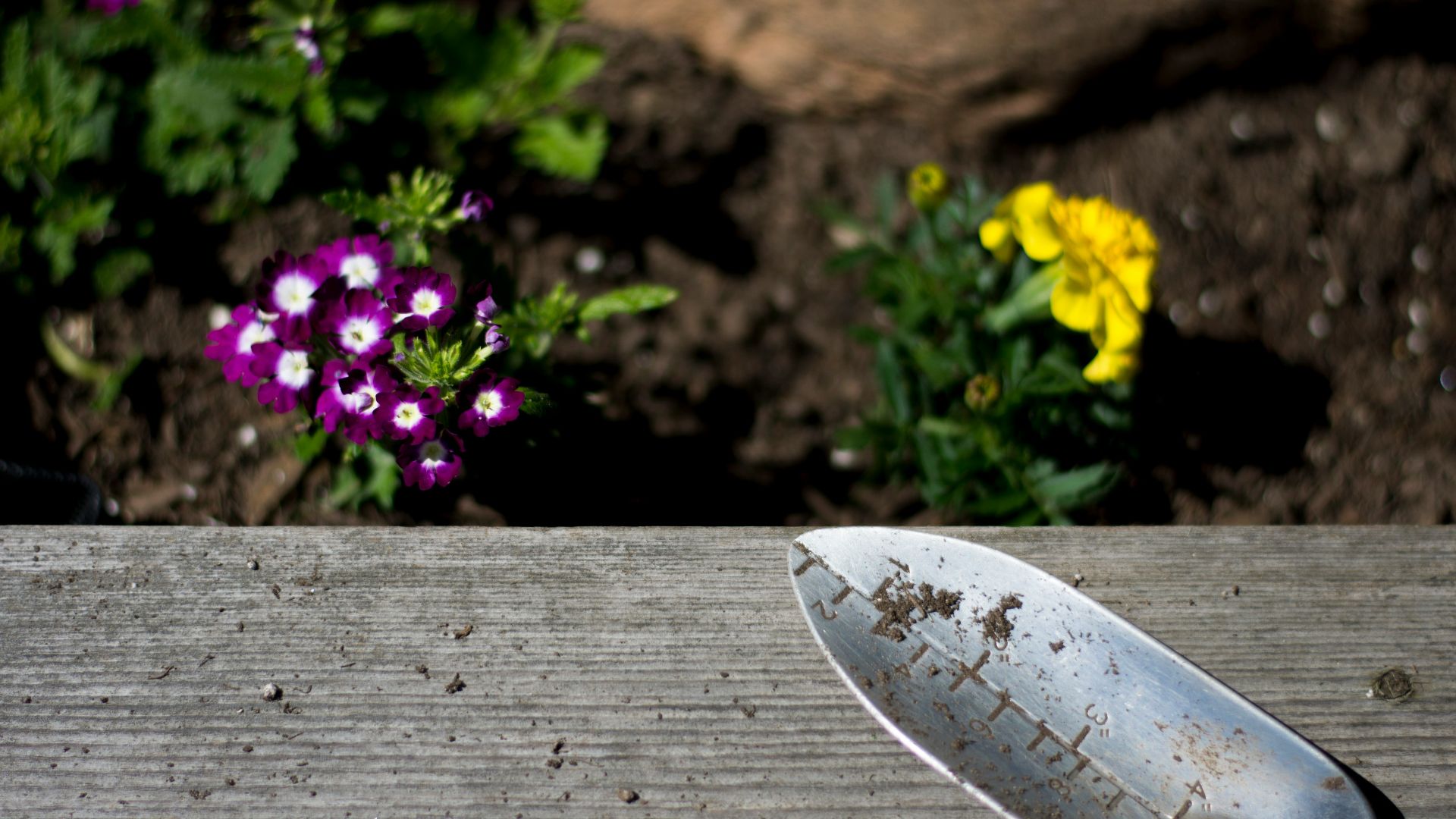 purple and yellow flowers in bloom
