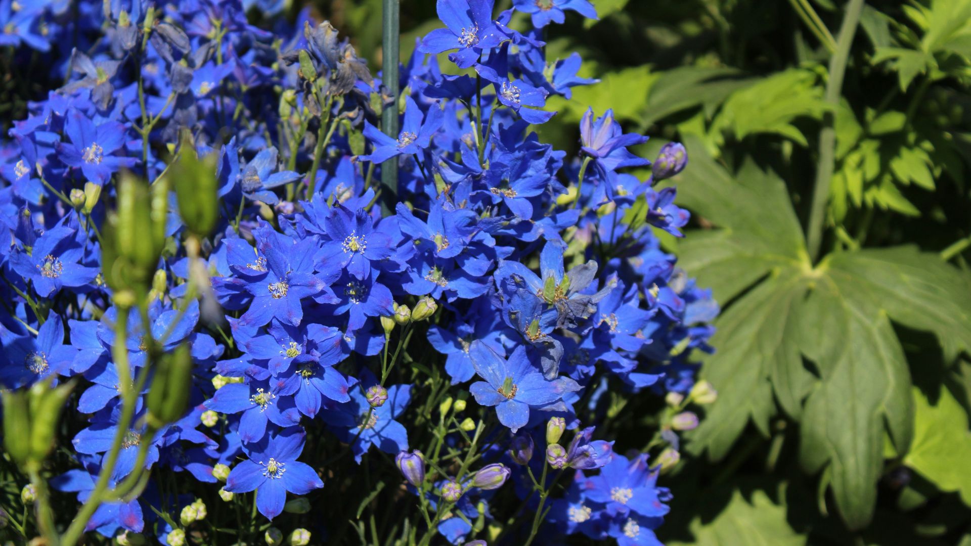 purple flowers with green leaves
