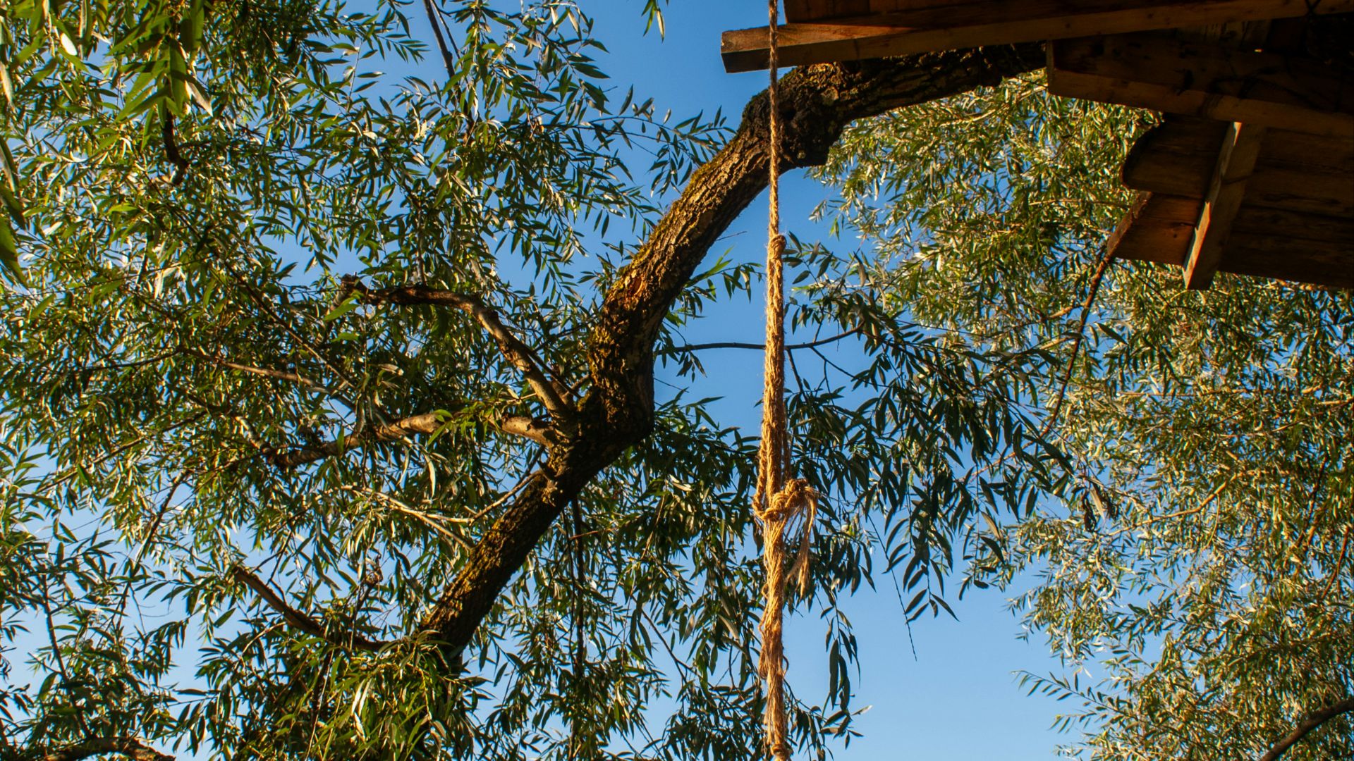 A tree house with a ladder hanging from it's side