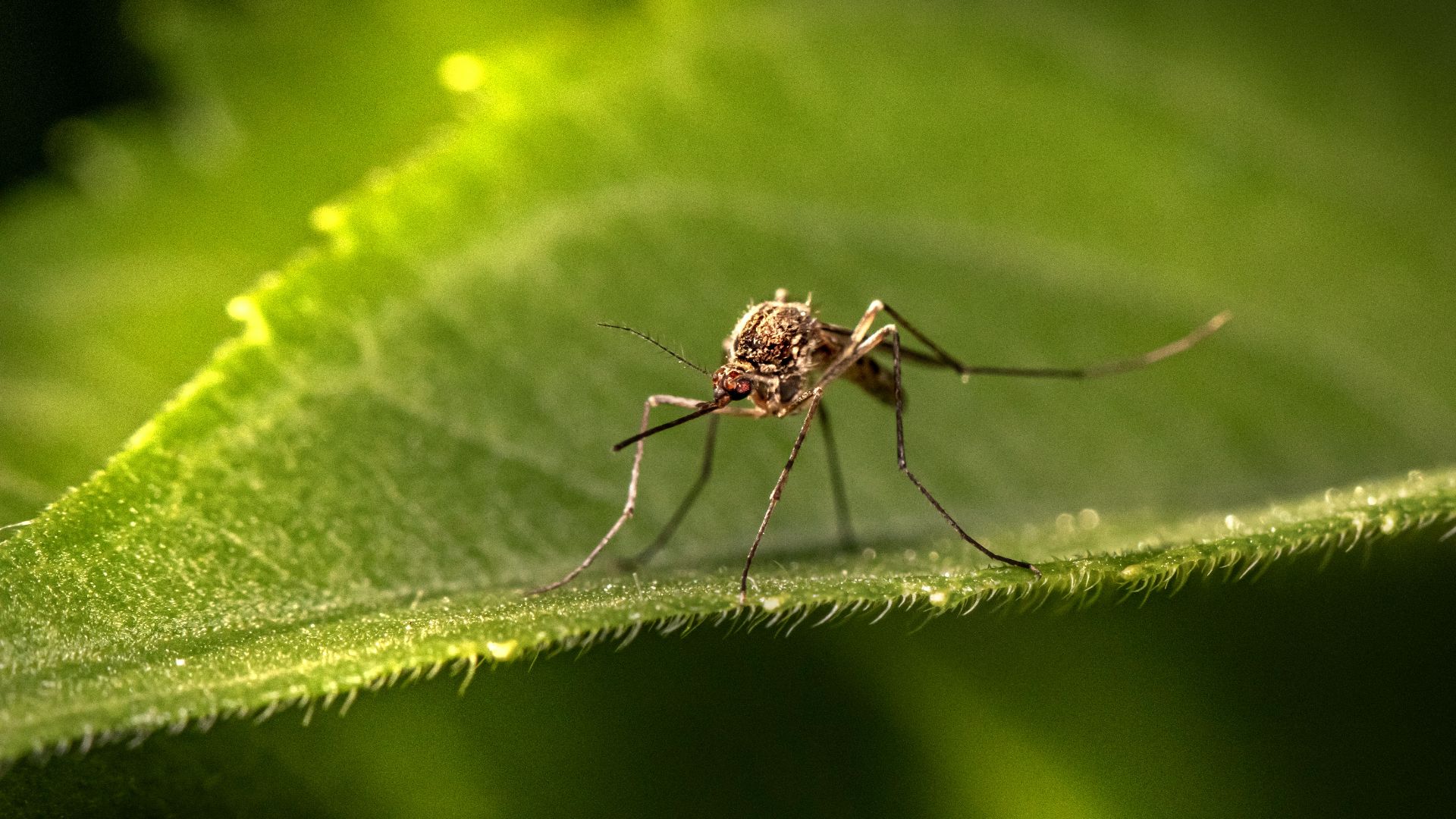 a close up of a mosquito on a leaf