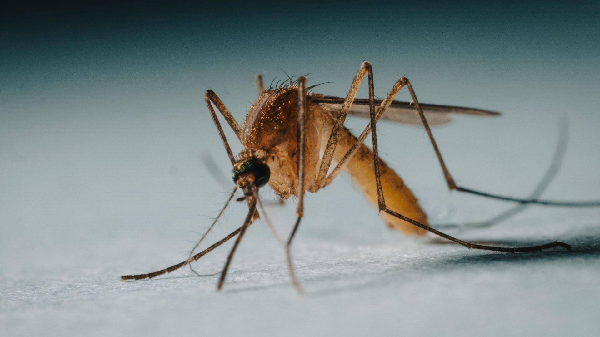 a close up of a mosquito on a white surface
