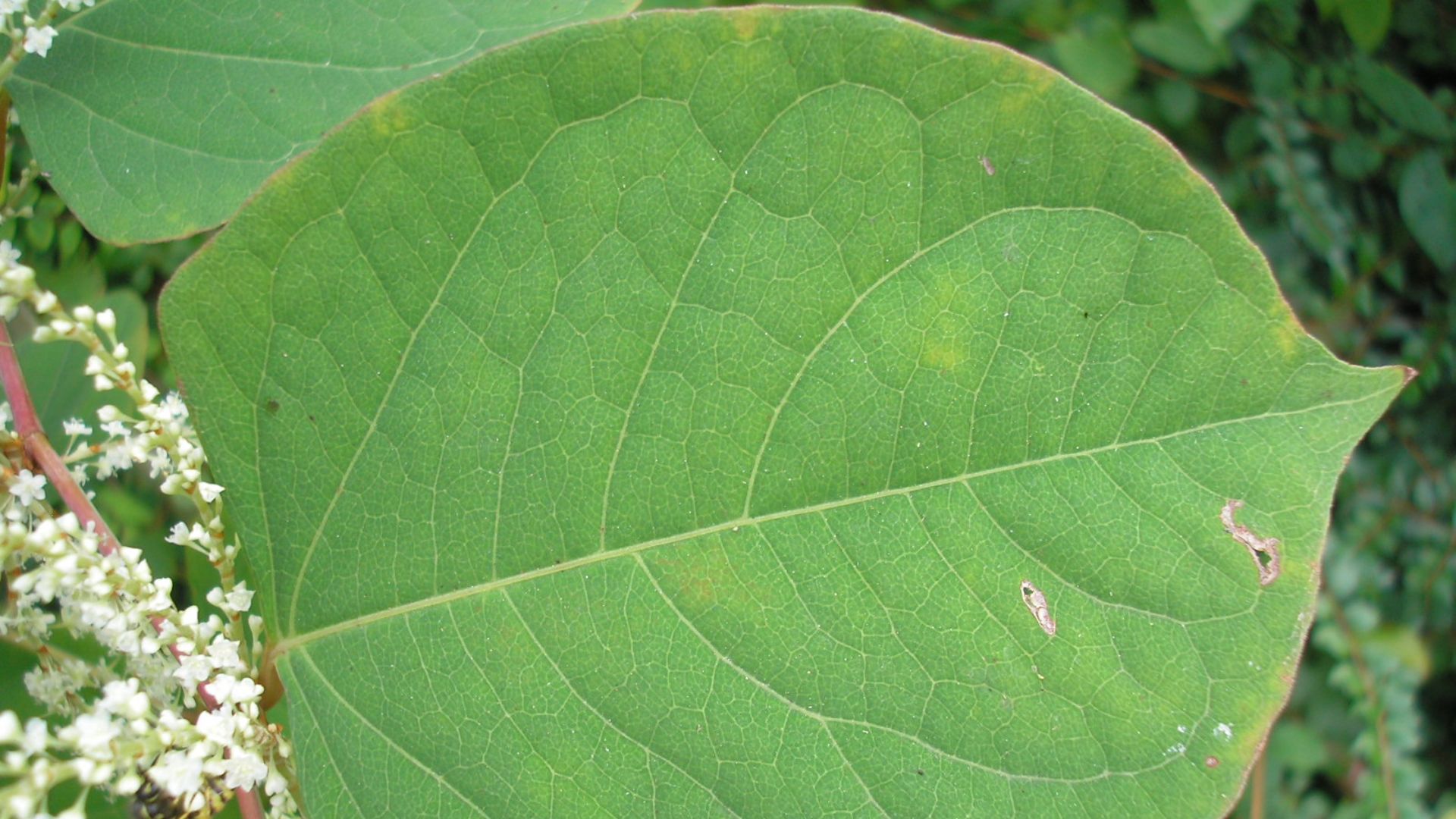 File:Reynoutria japonica leaf (46).jpg