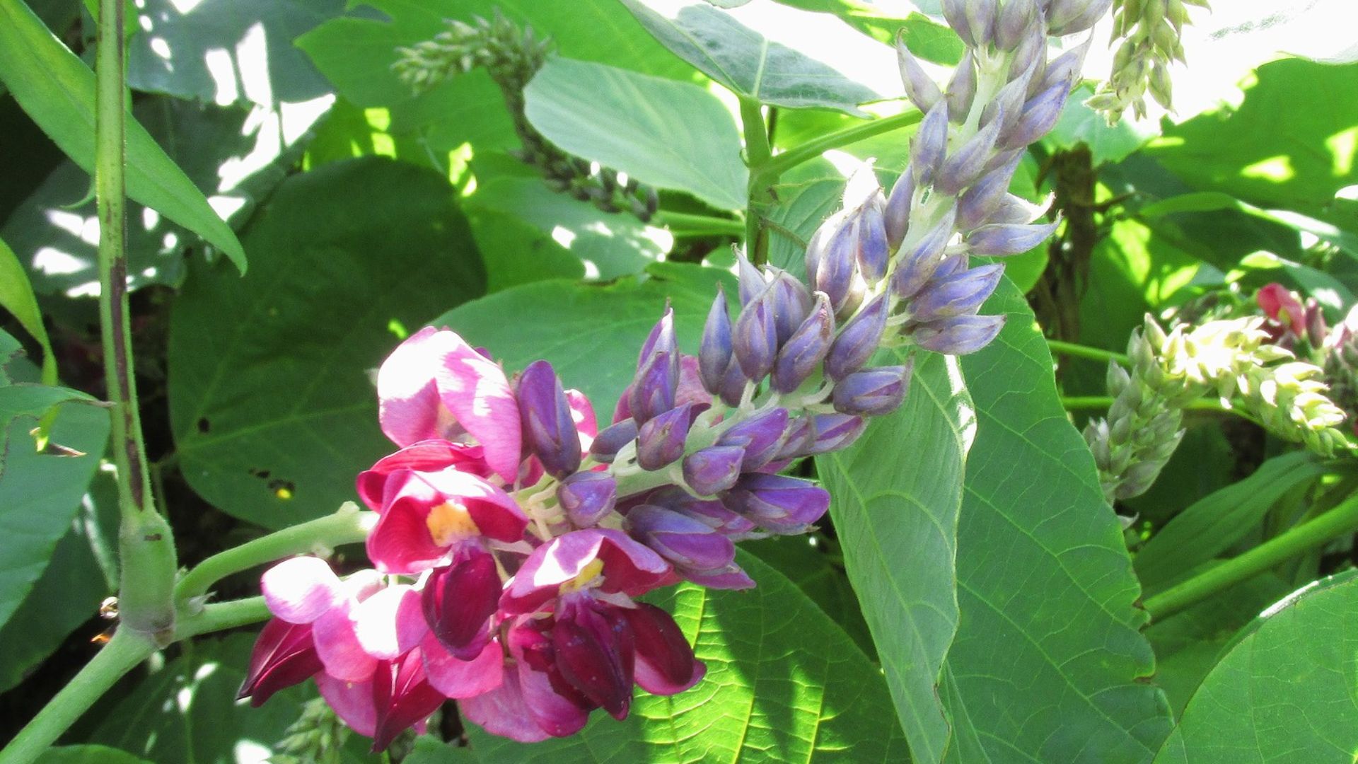 File:Pueraria montana var lobata kudzu Flower20170827 IMG 1664.jpg