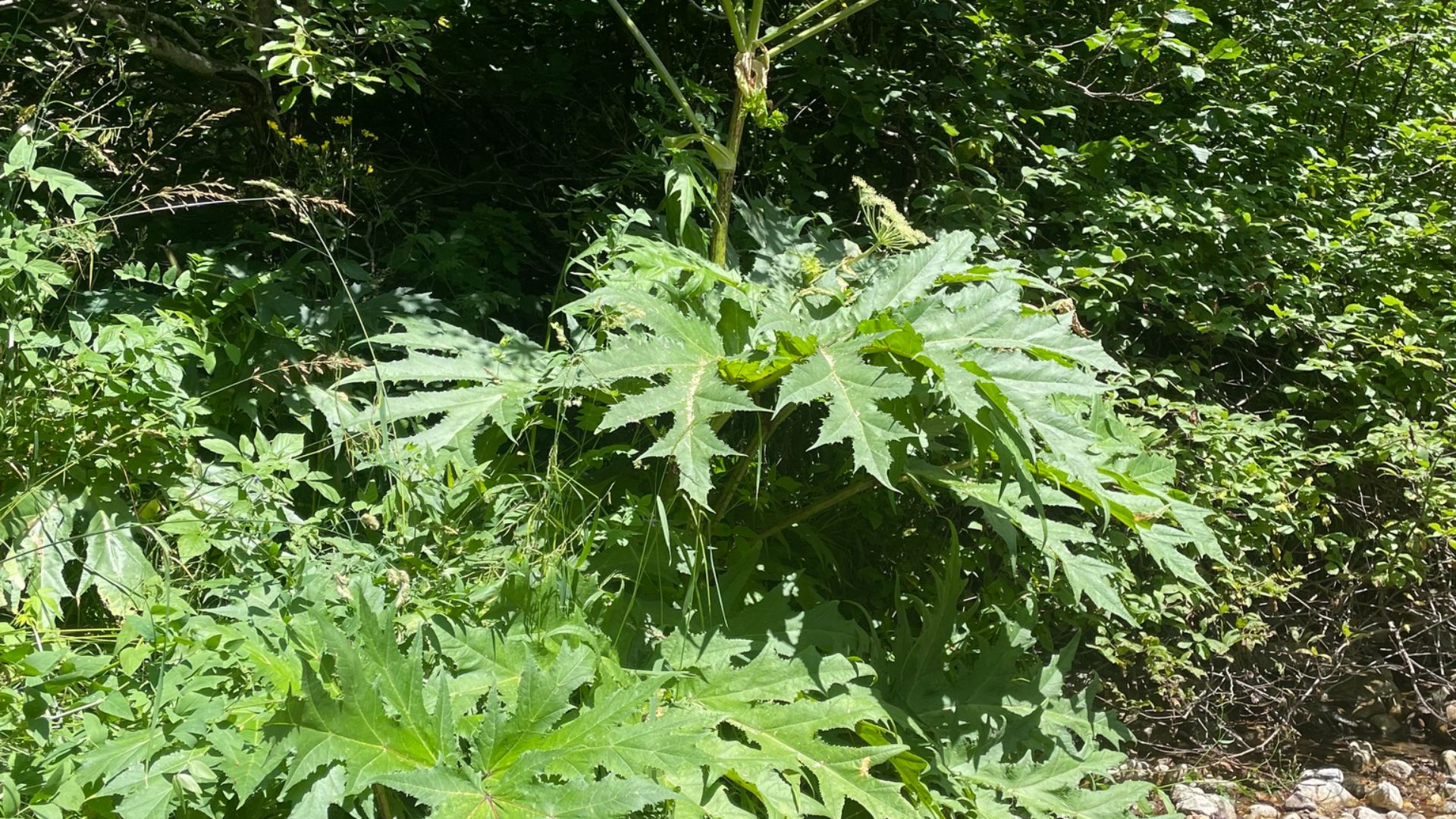 File:0 Heracleum mantegazzianum, native, Zelenchuksky District, Karachay-Cherkessia, Caucasus Mts, Russia 1.jpg