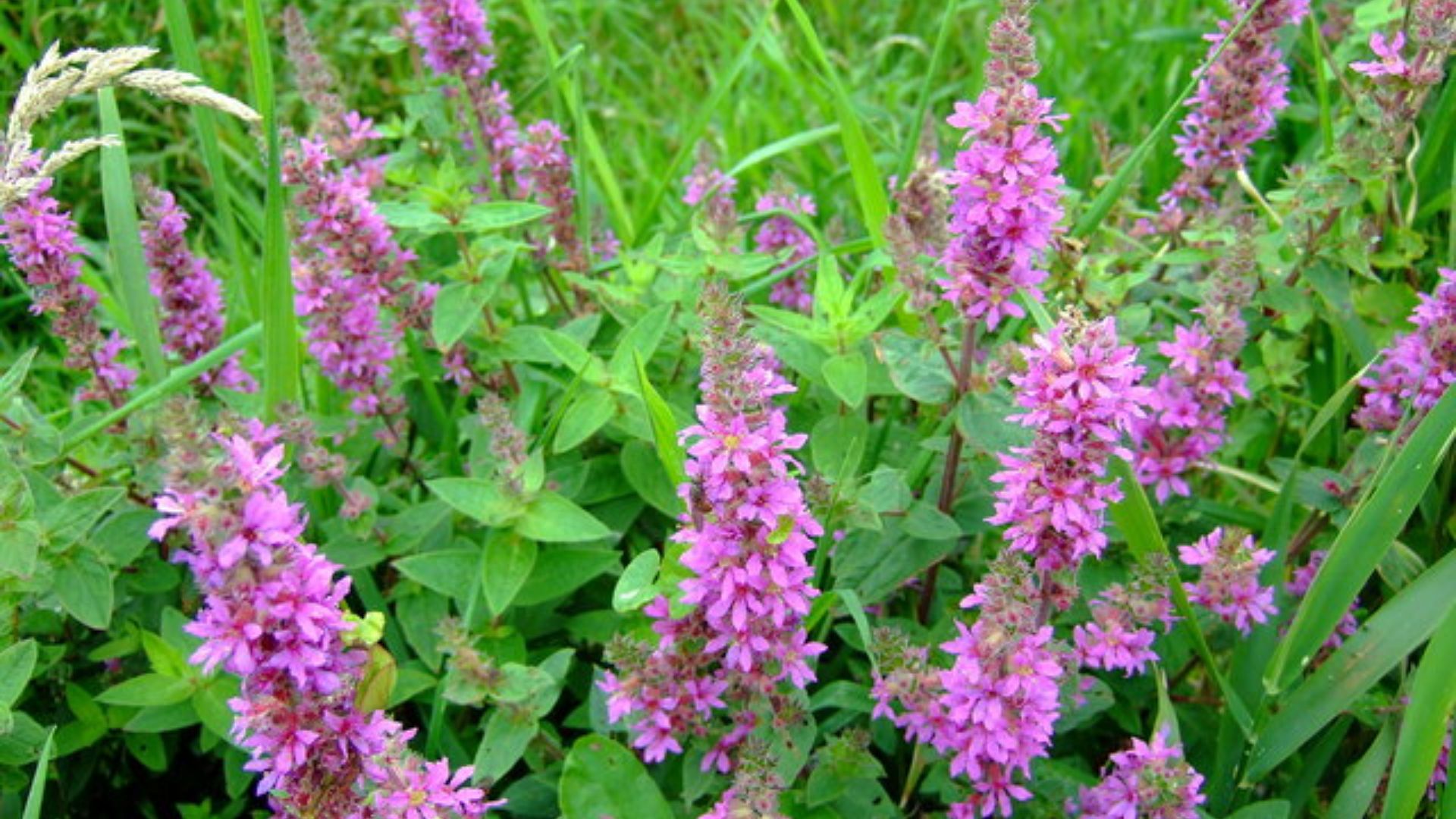 File:Purple Loosestrife (Lythrum salicaria) - geograph.org.uk - 942585.jpg