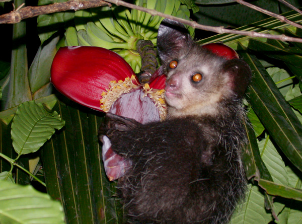 Aye-aye_Daubentonia_madagascariensis.jpg