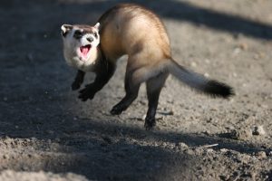 Jumping_black_footed_ferret-300x200.jpg