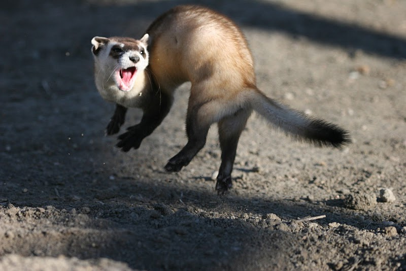 Jumping_black_footed_ferret.jpg