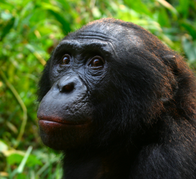Male_Bonobo_Lola_ya_Bonobo_2008.jpg