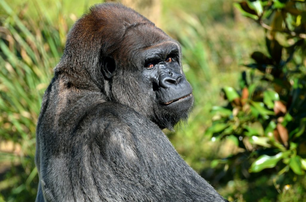 silverback-gorilla-1402593801MmY-1024x678.jpg