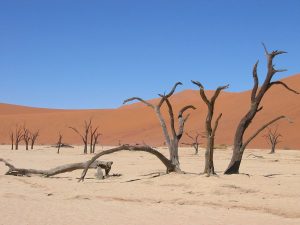1280px-Baumgruppe_Deadvlei_Sossusvlei-300x225.jpg