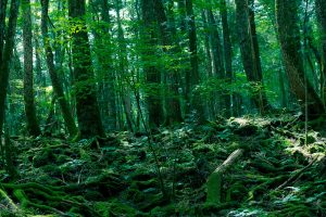 Aokigahara_Forest-300x200.jpg