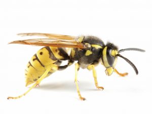 pest-control-wasps-1024x768-1541451690318-300x225.jpg