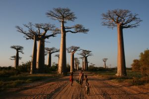 Walking_the_Avenue_of_the_Baobabs-300x200.jpg