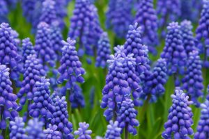 hyacinth-21687-300x200.jpg