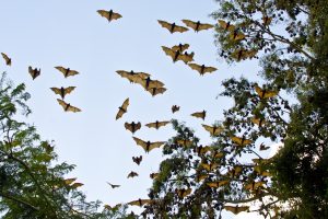 bats-3495777-300x200.jpg