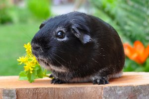 guinea-pig-500236-300x199.jpg