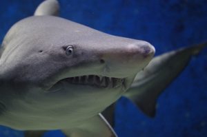shark-674867-300x199.jpg