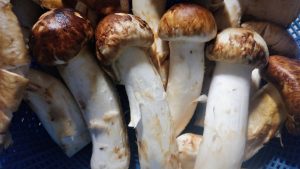 matsutake-mushrooms-3697359-300x169.jpg