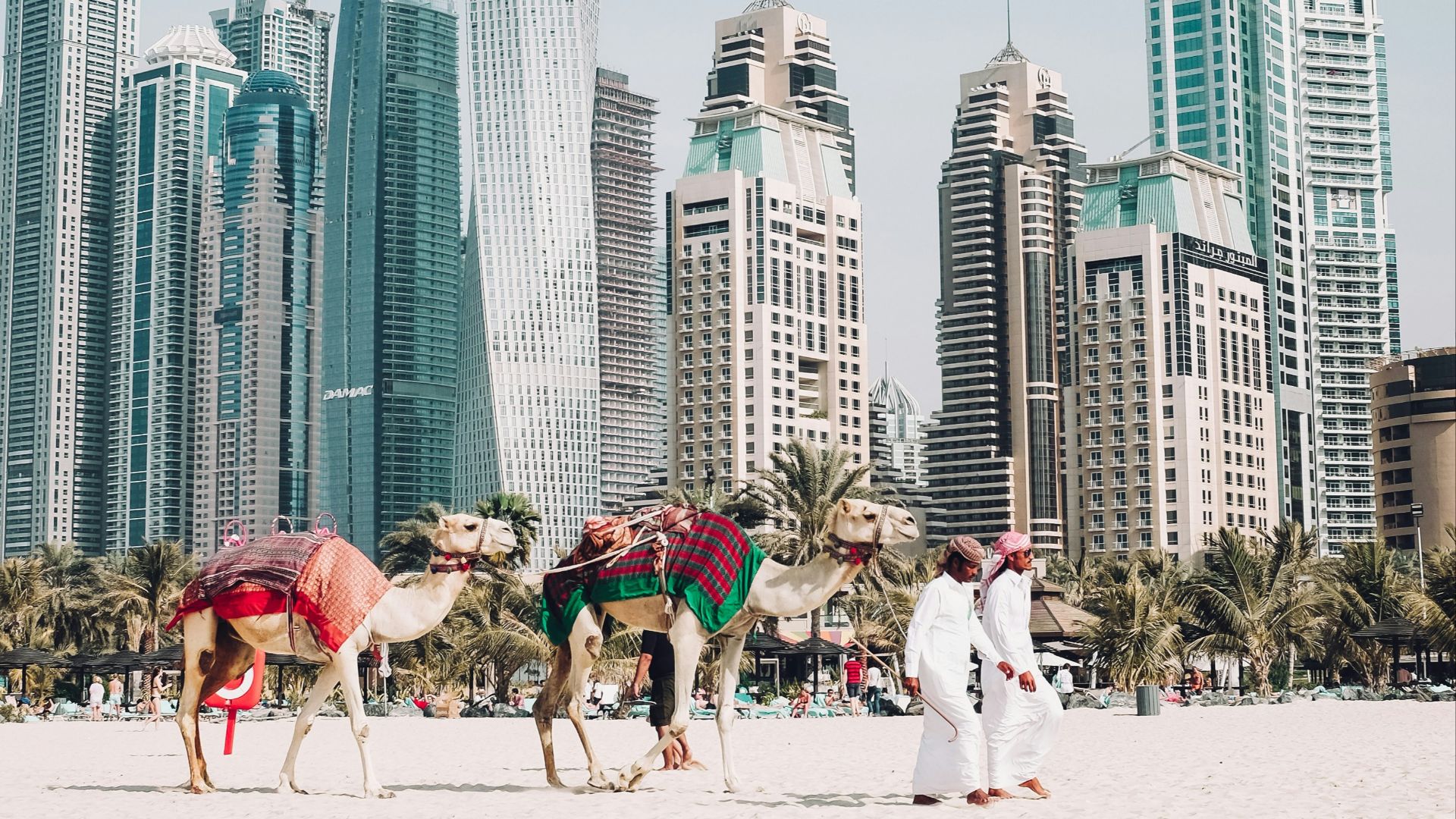 camels on beach sands