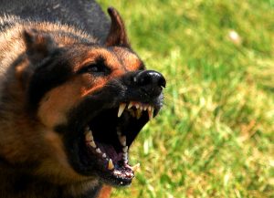 Mad_dog-300x217.jpg