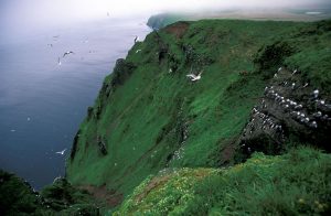 Red-legged_Kittiwake_colony_St._George_Island_Alaska-300x196.jpg