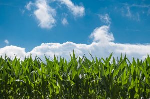 corn-field-440338-300x199.jpg