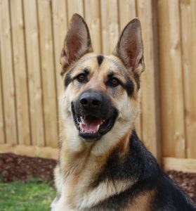 german-shepherd-170582-279x300.jpg