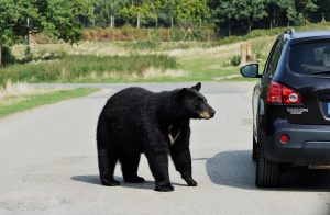 bear-3801041_1920-300x196.jpg