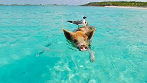 Pig Beach, Bahamas