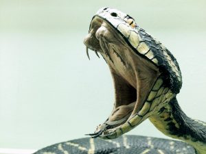 snake-1974382_1920-300x225.jpg