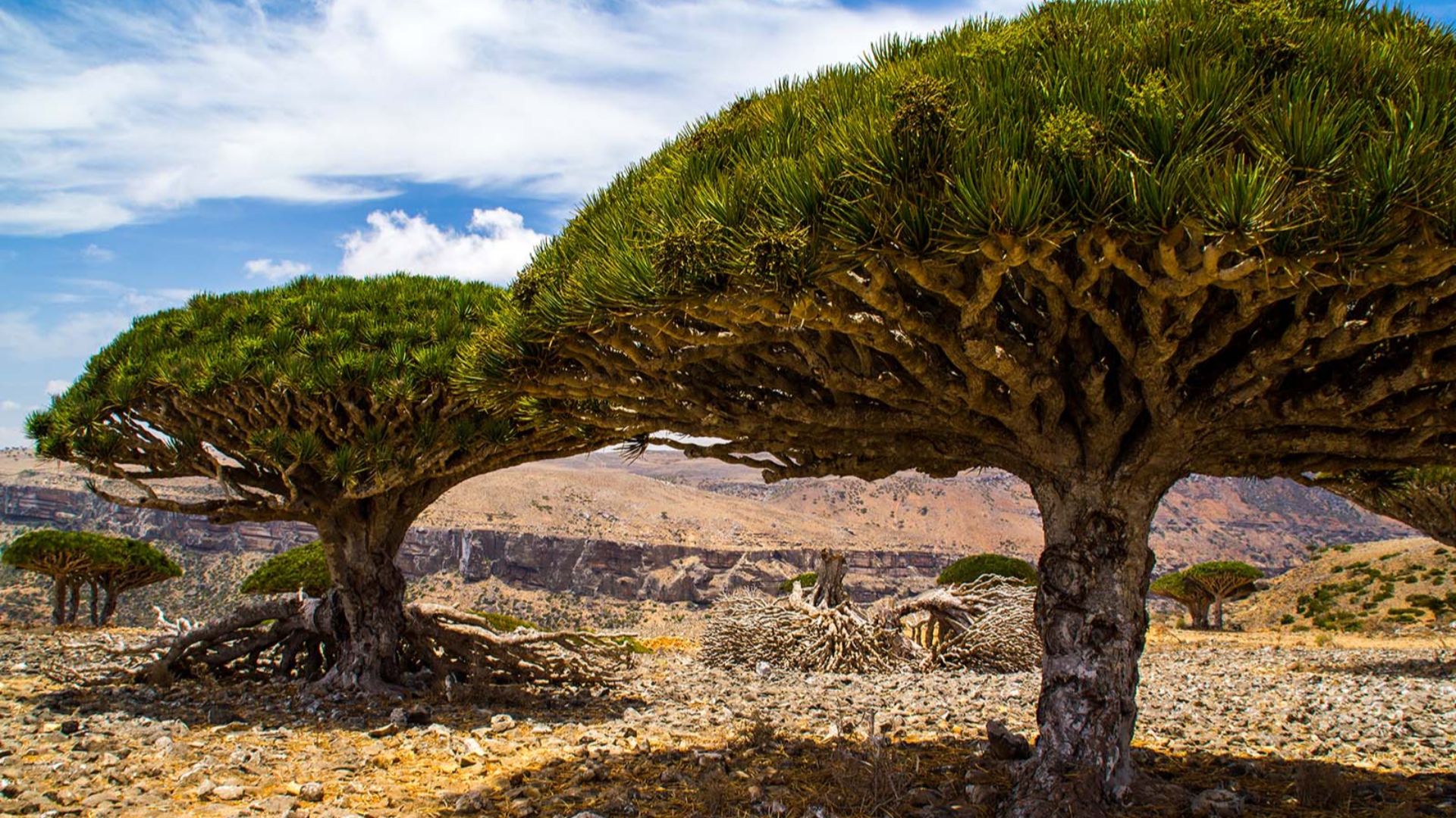 File:Dragon’s blood trees, Diksam plateau, Socotra Island.jpg