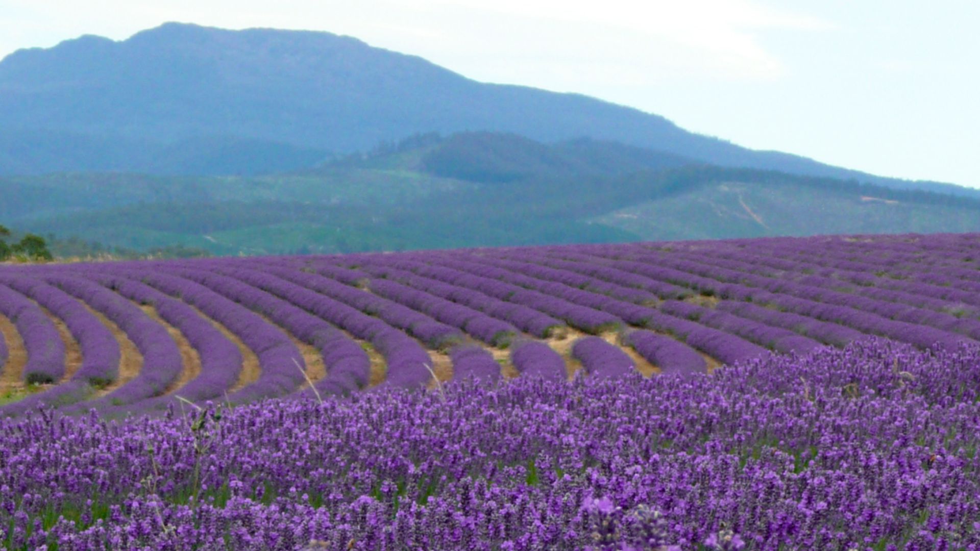 File:The Bridestowe Estate, Tasmania.jpg