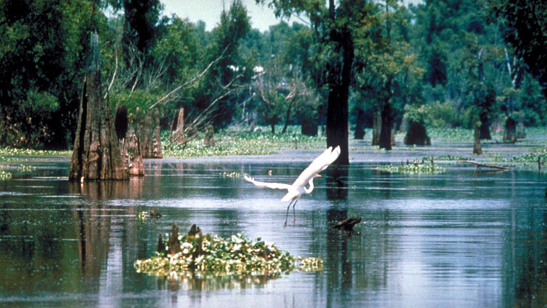 File:Atchafalaya Basin.jpg