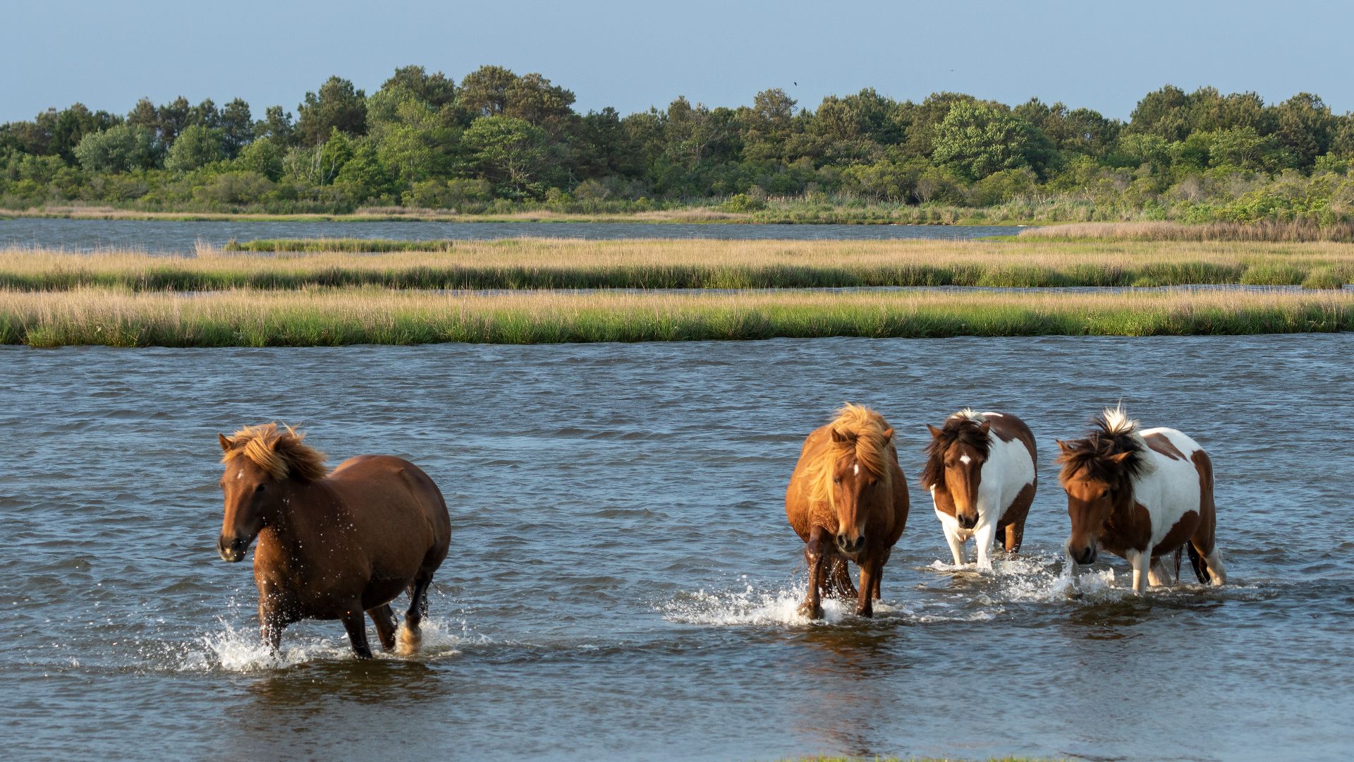 File:Assateague ponies MD1.jpg
