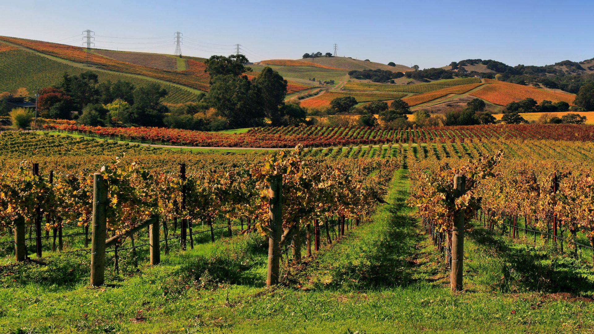 File:Vineyards in Napa Valley 7.jpg