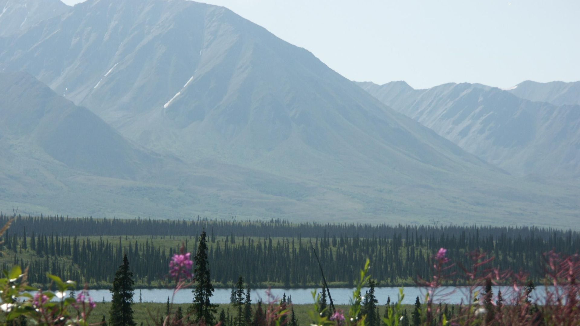 File:Denali park.jpg
