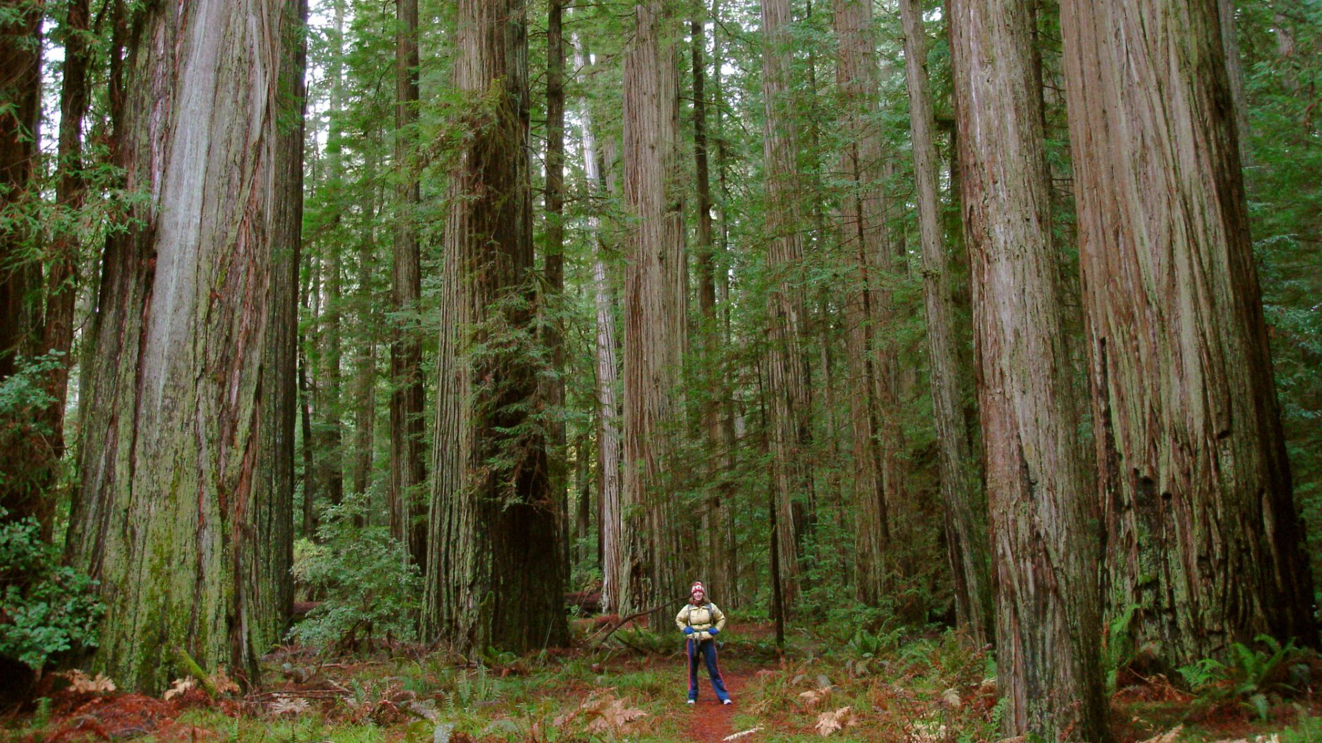 File:Ancient redwoods in Humboldt State Park.jpg