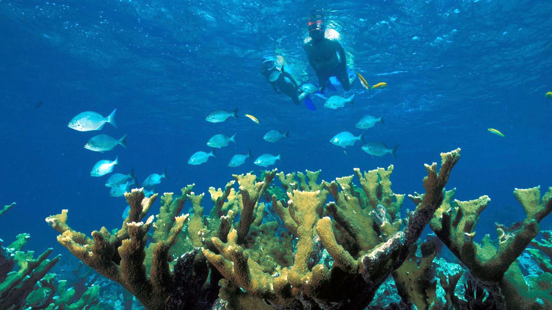 File:Biscayne NP snorkeling.jpg