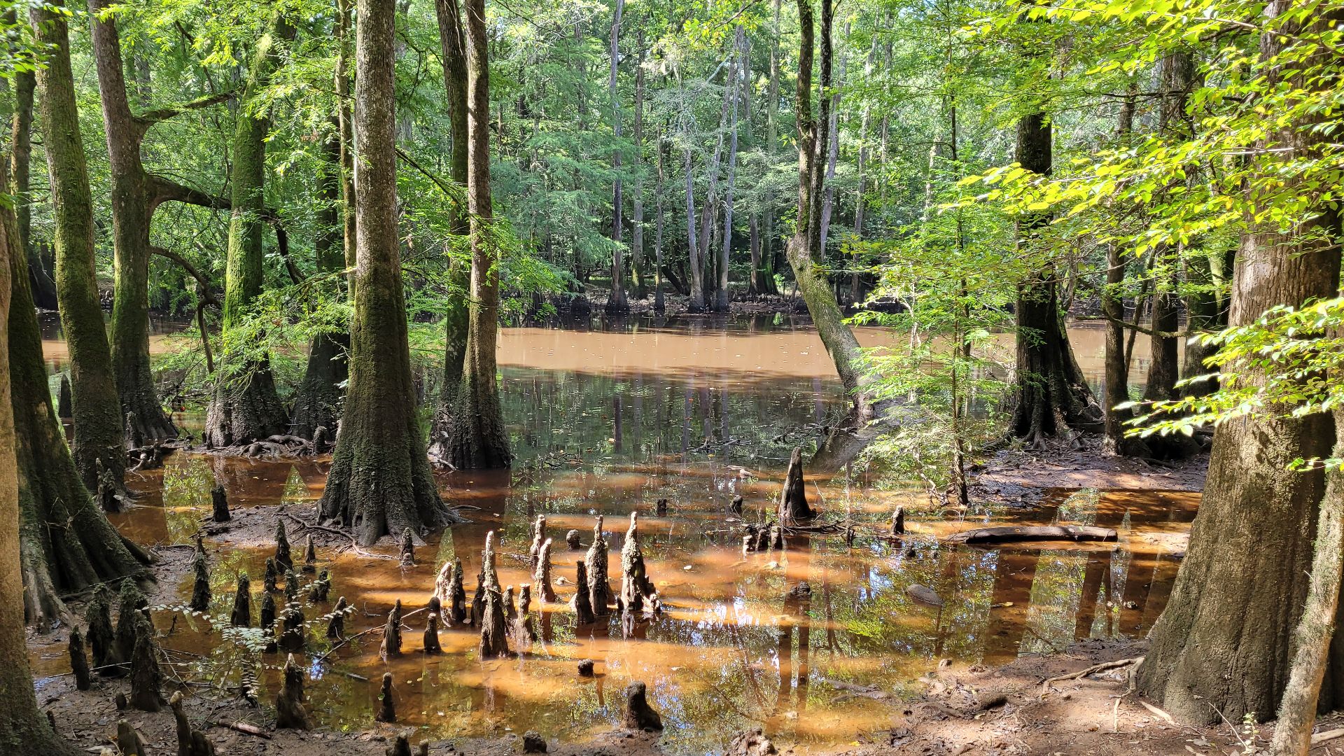 File:Congaree National Park - 52110952114.jpg