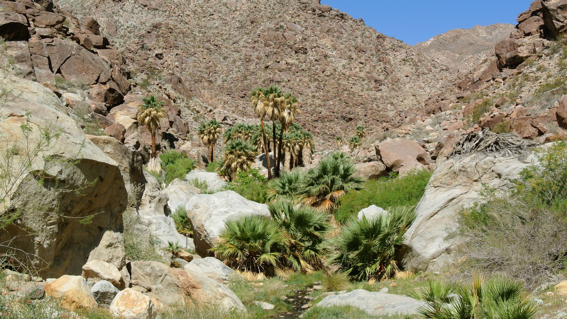 File:Washingtonia filifera Anza-Borrego.jpg