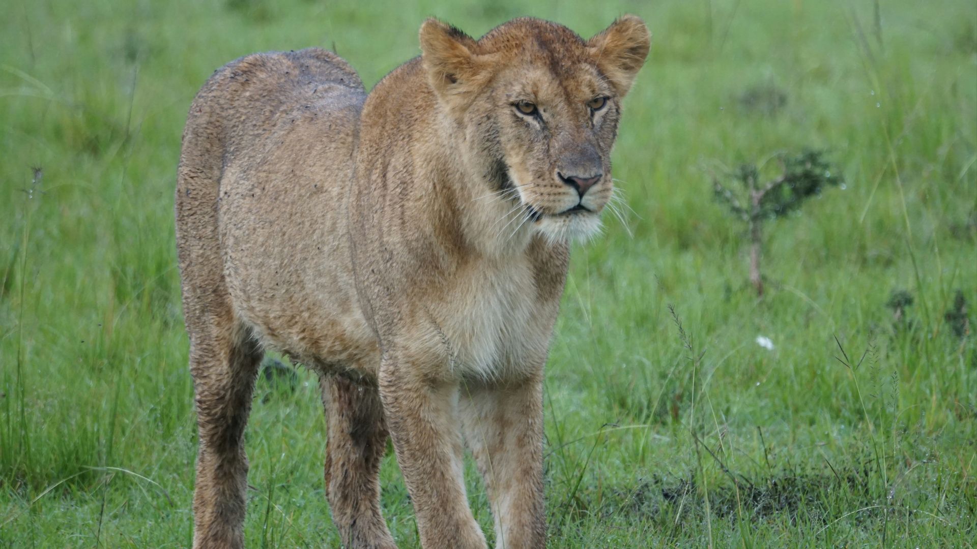a young lion standing in a grassy field