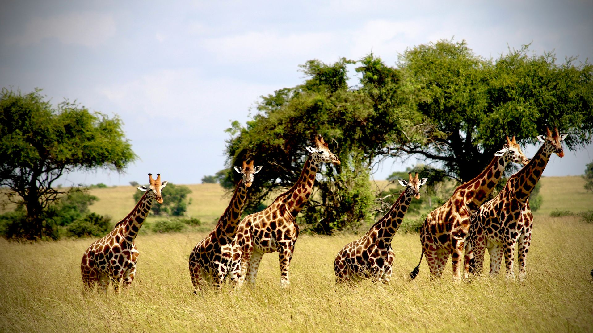 A herd of giraffe standing on top of a grass covered field