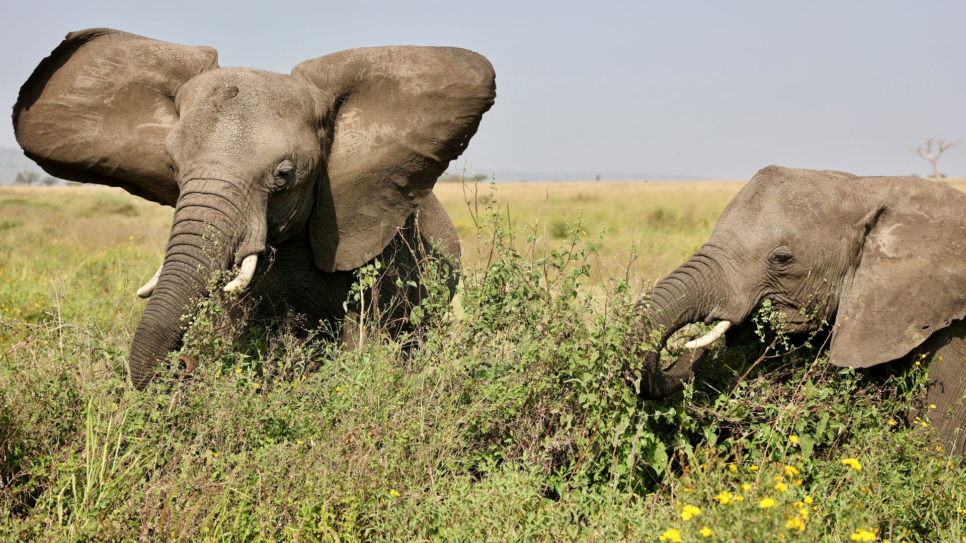 elephants in the wild