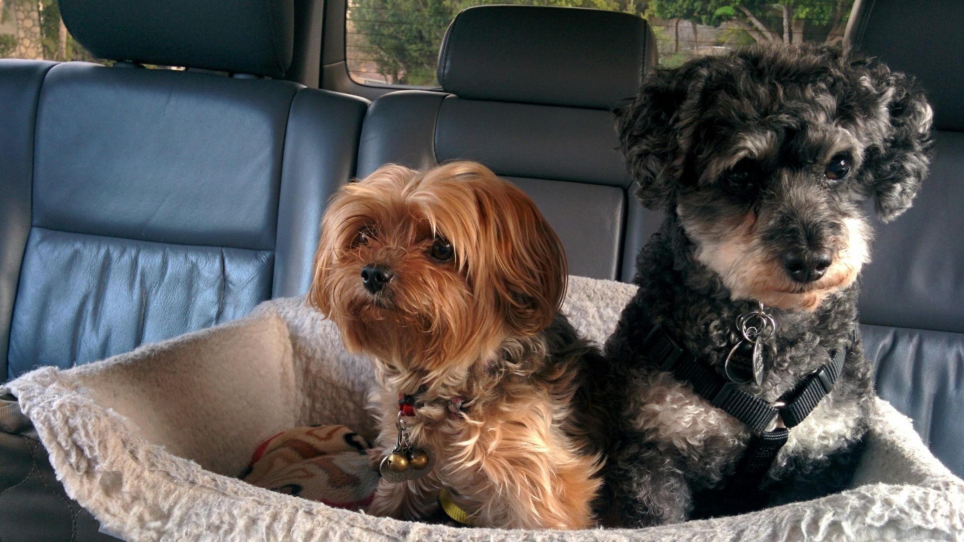 two dogs on pet bed in car