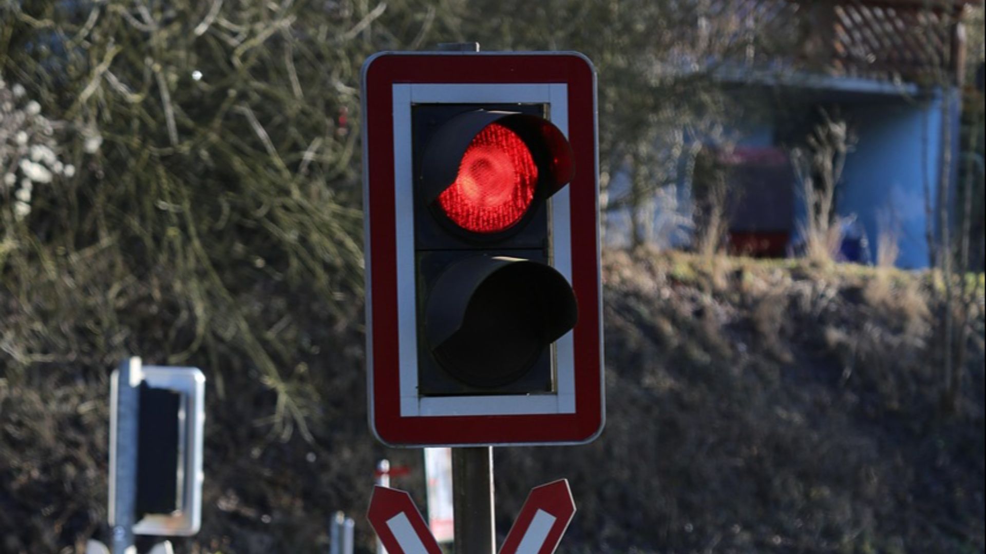 schauhi