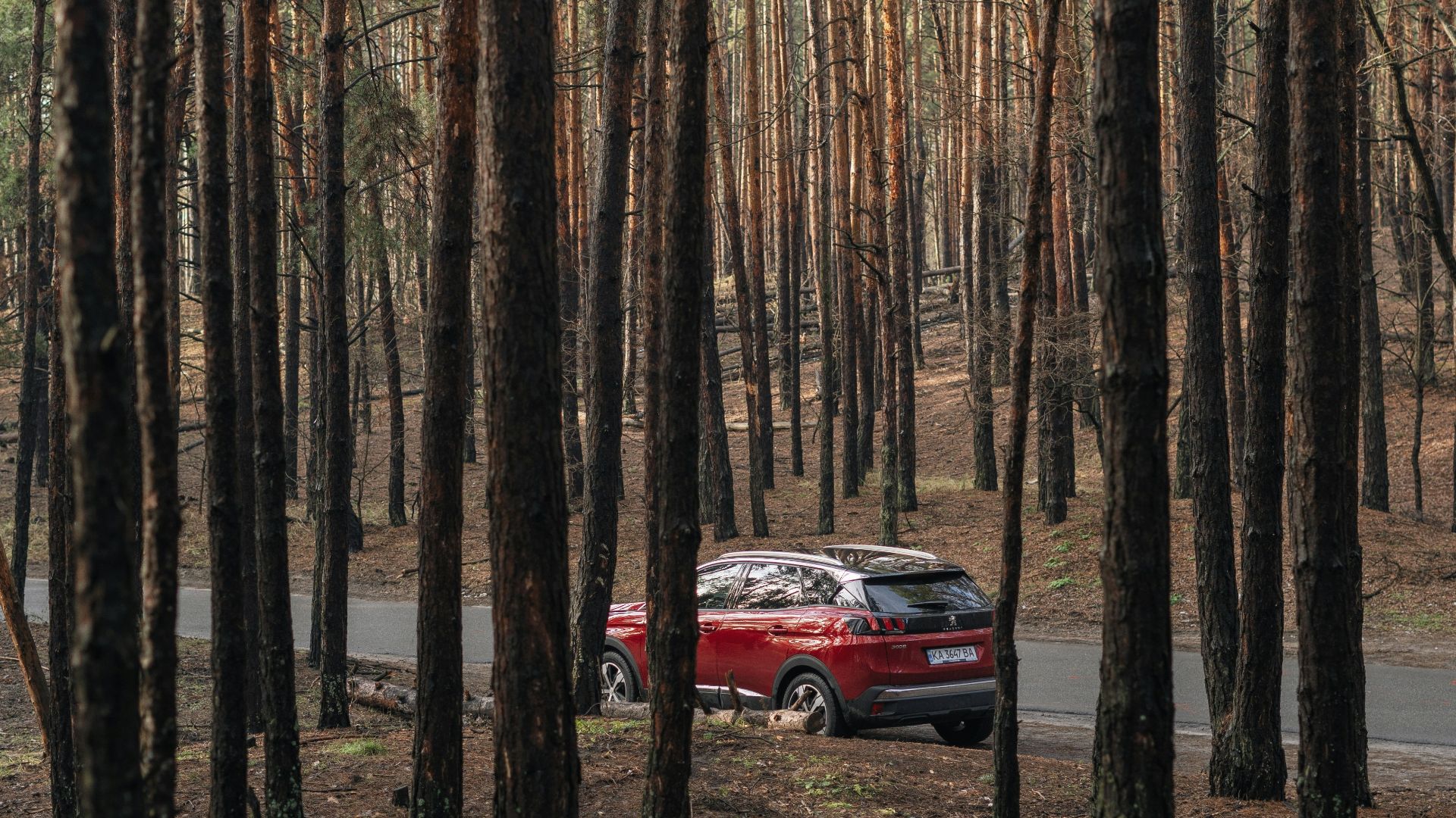 red car in the middle of the forest during daytime