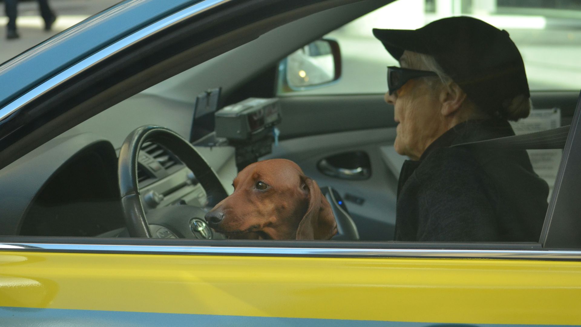 brown dog in front of black steering wheel