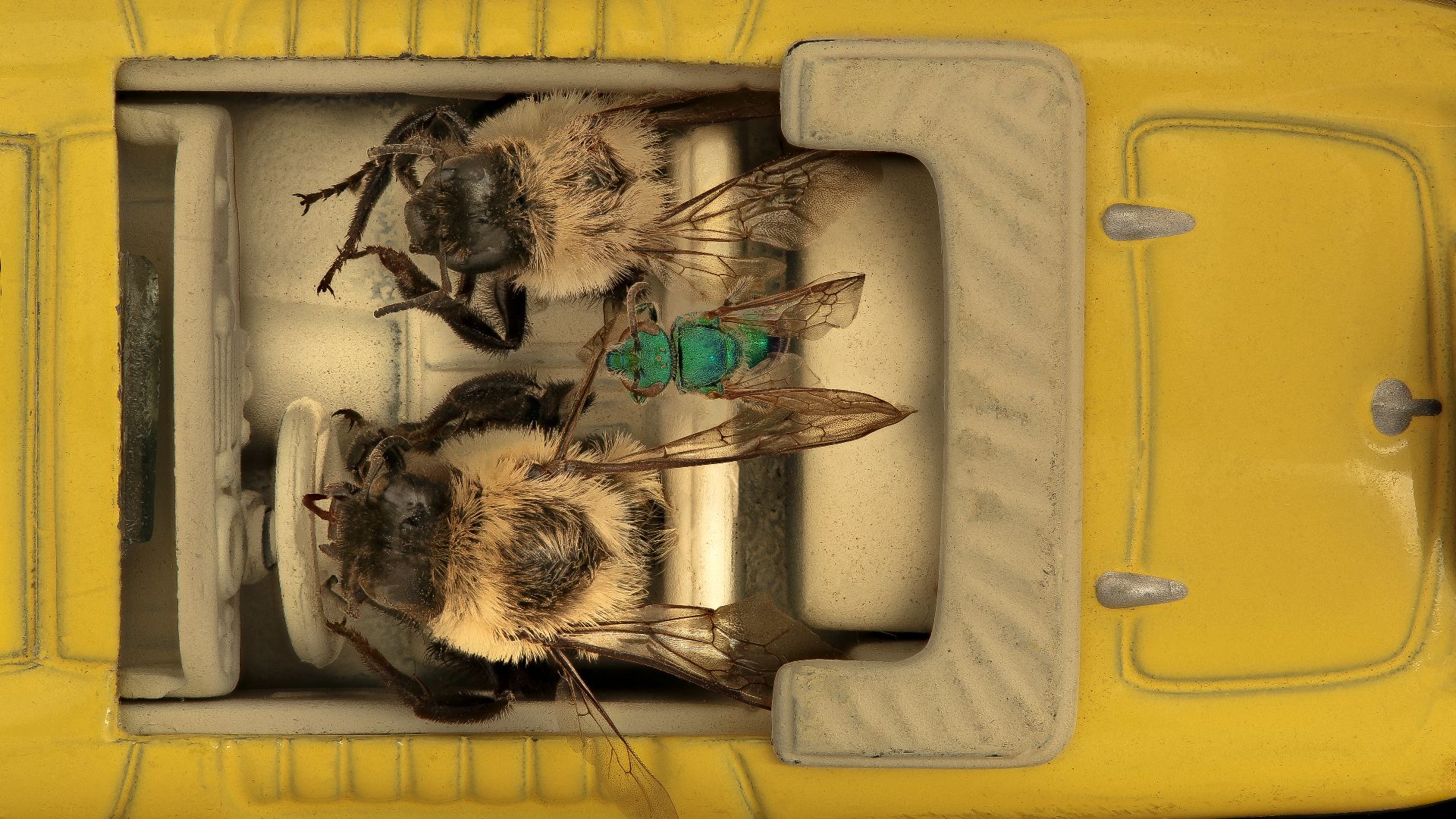 File:(Fixed) Bees in Cars, Yellow, Overhead 2019-03-27-15.13.13 ZS PMax UDR (46598763235).jpg