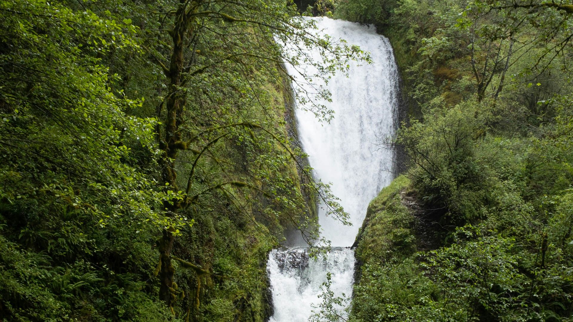 a waterfall in a forest